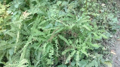 Adiantum aleuticum aleuticum