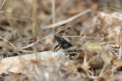Lucanus tetraodon