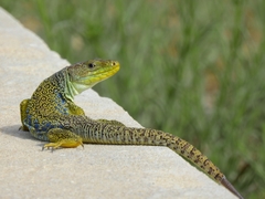 Timon lepidus lepidus