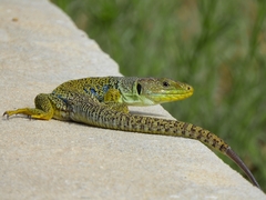 Timon lepidus lepidus