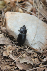 Lucanus tetraodon