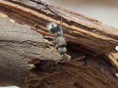 Ronisia