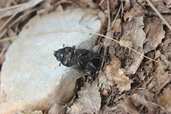 Lucanus tetraodon