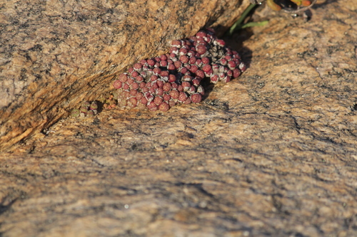 Conophytum uviforme