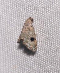 Abablemma brimleyana