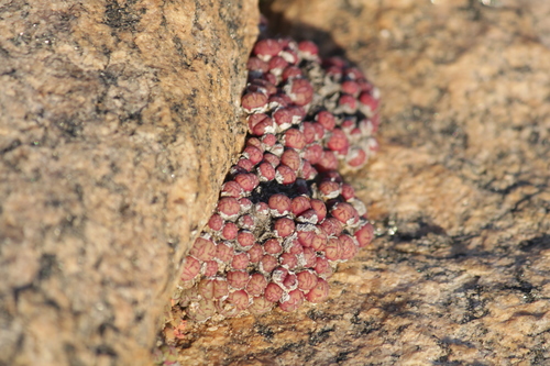 Conophytum uviforme