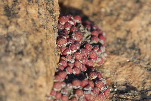 Conophytum uviforme