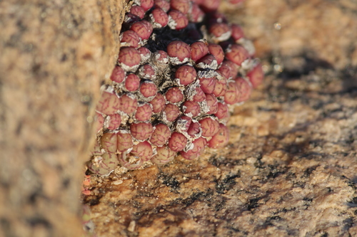 Conophytum uviforme