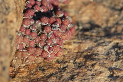 Conophytum uviforme decoratum