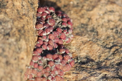 Conophytum uviforme decoratum