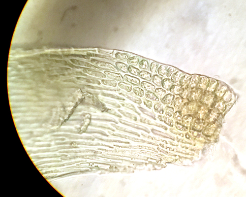 Image of Jochenia pallescens by (c) Roger Rittmaster, some rights reserved (CC BY)
