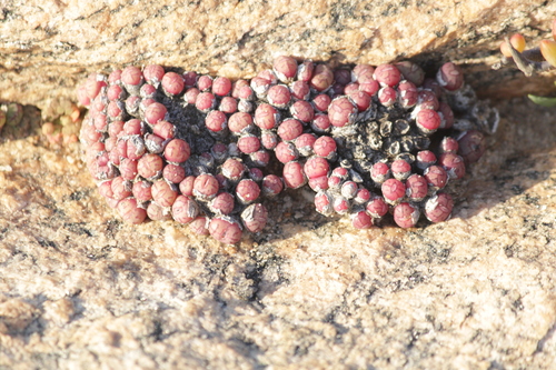 Image of Conophytum uviforme by (c) Noeleen du Toit, some rights reserved (CC BY-SA)