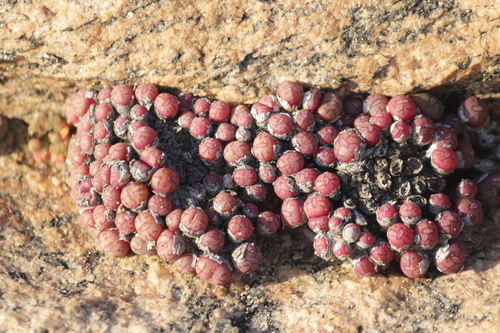 Image of Conophytum uviforme by (c) Noeleen du Toit, some rights reserved (CC BY-SA)