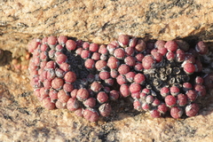 Conophytum uviforme decoratum