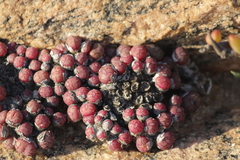 Conophytum uviforme decoratum