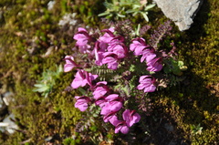 Pedicularis kerneri