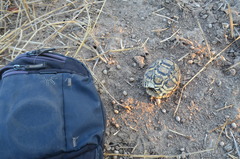 Stigmochelys pardalis