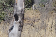 Kaupifalco monogrammicus