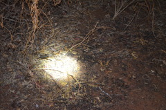 Caprimulgus clarus
