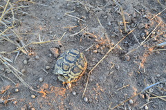 Stigmochelys pardalis