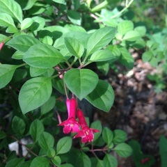 Fuchsia thymifolia