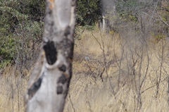 Kaupifalco monogrammicus