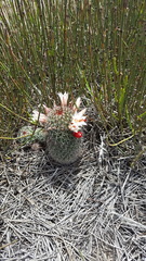 Mammillaria hutchisoniana louisae