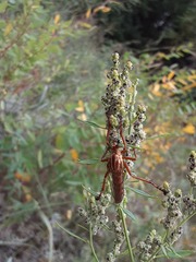 Diogmites angustipennis