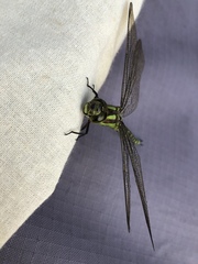 Aeshna cyanea