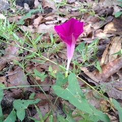 Ipomoea elongata