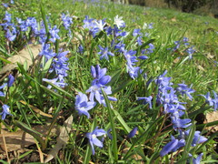 Scilla luciliae