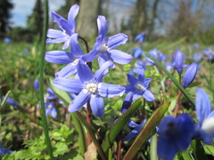 Scilla luciliae