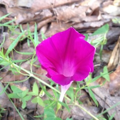 Ipomoea elongata