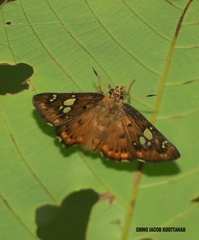 Coladenia indrani
