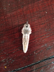 Hemiceras sparsipennis