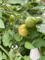 Solanum lycopersicum