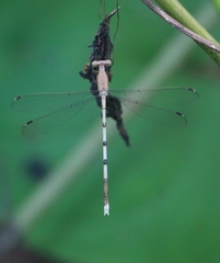 Lestes nodalis