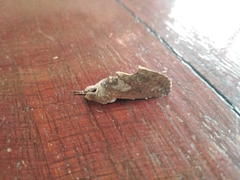 Hemiceras sparsipennis