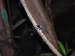 Pornothemis starrei