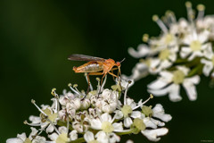 Empis concolor
