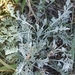 Schrenk's Wormwood - Photo (c) Yurii Basov, some rights reserved (CC BY), uploaded by Yurii Basov