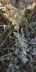 Artemisia schrenkiana