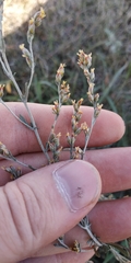Artemisia schrenkiana