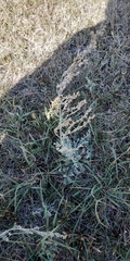 Artemisia schrenkiana
