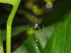 Argiope dang