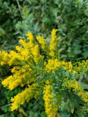 Solidago