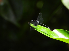 Pornothemis starrei