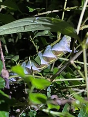 Acherontia