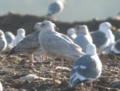 Larus glaucescens × hyperboreus