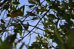 Setophaga petechia bryanti
